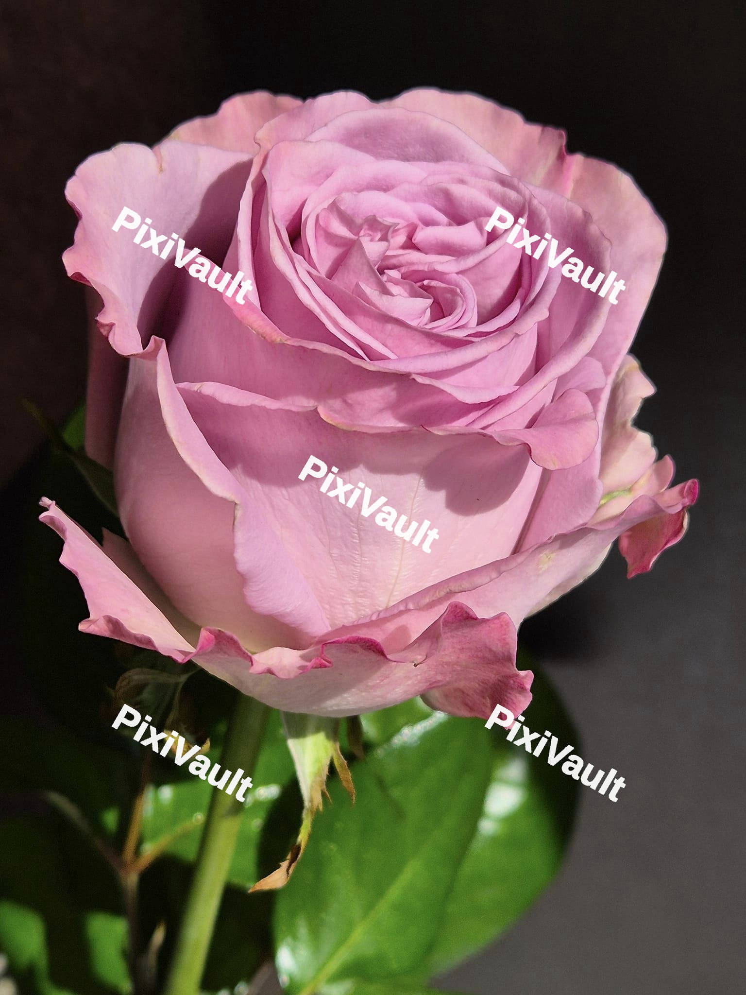 Pink Rose